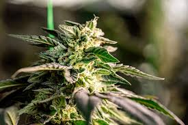 Exploring Quebec Cannabis Seeds The Ultimate Guide for Growers