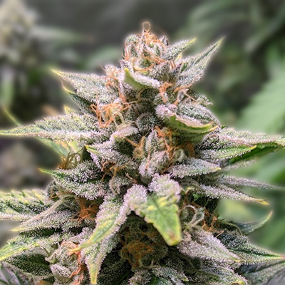 Exploring Quebec Cannabis Seeds The Ultimate Guide for Growers